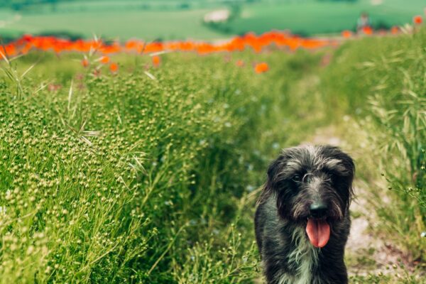 Wirey dog walking through a poppy field.