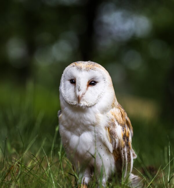 A barn owl stood in the grass.