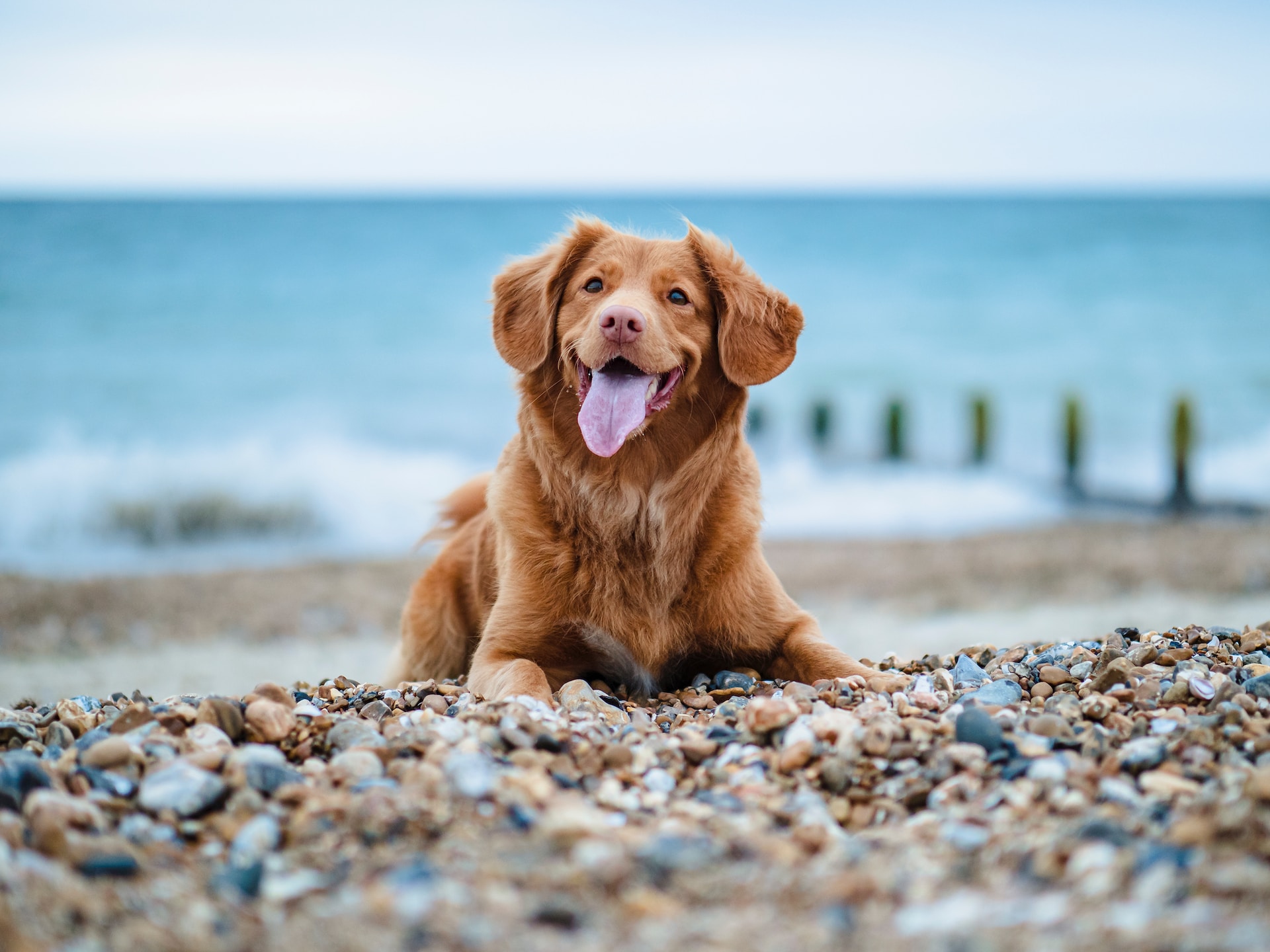 Dog resting on a stony beach.