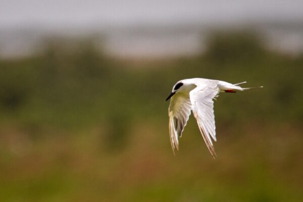 A Tern in flight.