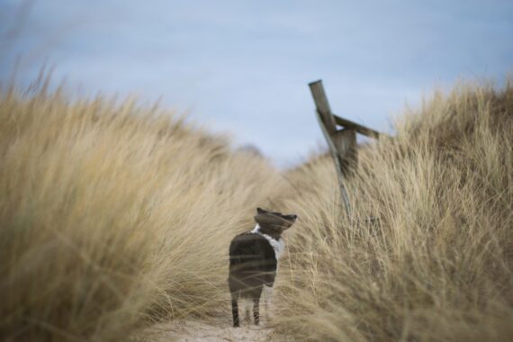 Dog standing between sand dunes.