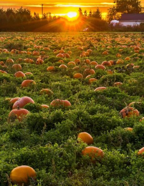 Pumpkin patch at sunset in Suffolk