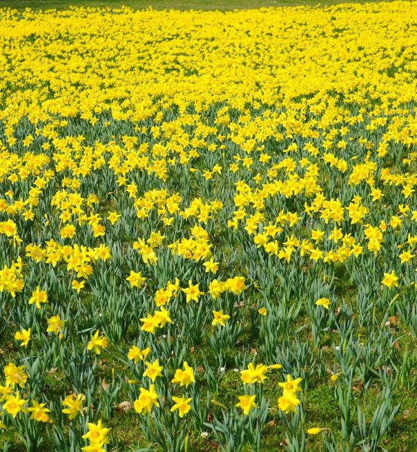 Daffodils in Chippenham Park Gardens near Newmarket